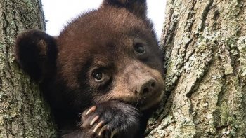 " les animaux sont nés pour nous apprendre à aimer"