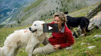 Découvrez la vie et la destinée du Patou également appelé "Montagne des Pyrénées".
je vous invite dans un univers particulier.
Dans les pyrénées, lorsque le berger part avec ses troupeaux, de magnifiques chiens sont les gardiens contre les ours.. il s'agit des "patous ".
ils sont beaux, courageux et ne laissent personne insensible.
leur vie n'est pas celle d'un simple chien, ce sont les anges gardiens des montagnes...