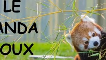 J'ai craqué pour ce petit animal  (boule de poils attendrissant ) lorsque je l'ai vu au zoo de Beauval,,,,,vous n'y serez pas insensibles ,,,,

2 petites vidéos ,,,, pour petits et grands ...belle journée 