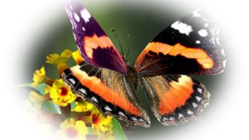 quelques belles phrases lues de mon livre ancien, sur la beauté du véritable amour pour tout et tous.