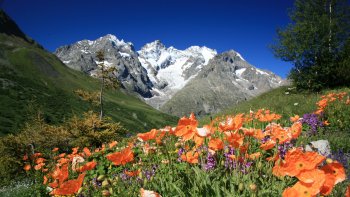 Créé en 1899, le Jardin botanique alpin du Lautaret est un jardin d'altitude situé à 2100m. Il rassemble plus de 2000 espèces végétales de montagne.