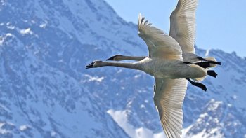 grâce, légèreté , ballet  aérien...
Toujours à l'unisson,  sur  la  ligne d'horizon !
un coeur pour deux, dans un pas-de -deux......Musique":que l'amour m'emporte."