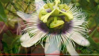 Ultime sérénade amoureuse lyrique, du compositeur Autrichien Frank Shubert,  avant sa disparition précoce (31 ans ) publiée à titre  posthume, en 1829( le chant du cygne.).........Sergei  Egorow