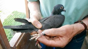 Vogel rend visite à cet homme tous les jours, puis les médecins ont découvert la raison. Des choses inexplicables se produisent chaque jour dans le monde. Moi-même je crois au destin. Lorsqu'un vieil homme inconnu et comateux est emmené à l'hôpital de manière inattendue, un pigeon continue d'apparaître dans sa chambre et de se percher sur son lit. Après avoir tenté sans succès d'effrayer l'oiseau, les médecins ont remarqué quelque chose sur la patte de l'animal. Il était sûr que cela devait contenir la réponse quant à la raison pour laquelle cet oiseau continuait d'apparaître. ! ------ Et c'est Mireille Mathieu qui vos interprète ensuite cette magnifique chanson " MILLES COLOMBES "  ( L'hiver est là sur les toits du village - Le ciel est blanc, et j'entends la chorale des enfants dans la vieille église, sur un orgue Aux couleurs du temps - Que la paix soit sur le monde pour les cent mille ans qui viennent donnez-nous mille colombes et des millions d'hirondelles, faites un jour que tous les hommes redeviennent des enfants - Demain c'est nous, et demain plus de guerre. ) !