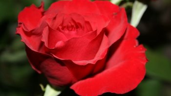 Le souvenir du parfum de la rose résiste au temps...