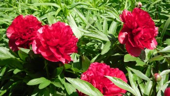 Notre ordissinaute P V 40 manie les mots à merveille dans son texte entraînant !