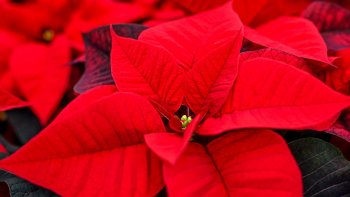 La Poinsettia, ou Étoile de Noël, est une plante typique du mois de décembre. Elle colore l'hiver.