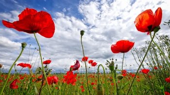Dans la lumière de l 'été,tout paraît si léger, cueillons ces jours  comme autant de brassées de soleil!......Les beaux jours sont courts......