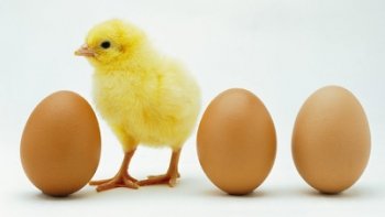 Actuellement, l'Amérique compte environ 165 0000 élevages de poulets, concentrés principalement en Géorgie, en Arkansas, en Alabama, en Caroline du Nord et au Mississippi. En 2020, l'industrie avicole américaine a produit 8,54 milliards de poulets de cher, 97 milliards d'œufs et 238 millions de Dindes. ! (sous-titré en français) ! ----- Ensuite : Les Compagnons du Musette - La Drollière - vous interprète " LA MOBICROTTE ". Bonne journée à tous !
