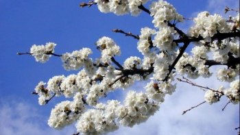 Dans cet interminable hiver,
 Dormaient les semences  d'hier, 
Sourire d'Avril  reviendra..
Avec les roses  et le lilas!.
Avec les roses et les  lilas