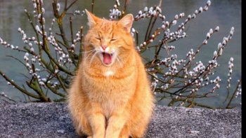 Quand tout dans la nature .renaît à l'espérance... Puisse le cœur de l'homme, renaître à la raison...