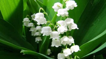 ce jour, le muguet offre ses jolies clochettes parfumées alors, virtuellement voici pour toutes/tous et pour les personnes seules quelques brins pour vous faire sourire à la vie.