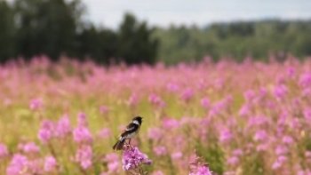 Lieux propices  aux rêveries......bercées  par  une musique  romantique