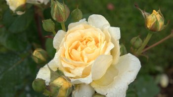 Aujourd'hui c'est Poésie. Notre ordissinaute Oderay l'a bien compris. On vous remercie.