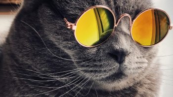 Un récapitulatif de chats vedettes de cinéma...