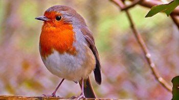 trés modeste  improvisation......mais j'ai maintes fois,,vérifié le bien fondé des dernières lignes qui sont de Claudel......