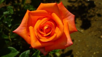 Voici un joli texte que nous partage de notre amie Minou, elle vous souhaite une bonne fête de pâques...