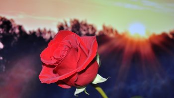 Heureusement des nouvelles roses apparaîtront bientôt...
mais le  souvenir  de ce que l'on a aimé  , flottera toujours un peu dans l'espace, comme un parfum fugace.