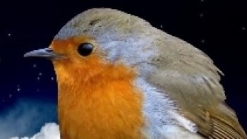 Certains consultent l'horoscope  de temps en temps..!! 
je vous propose un  diaporama original et amusant ..sur vos mois de naissance...cuicui