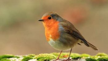 JE VOUS INVITE À DECOUVRIR  UN    "SIFFLEUR "
qui  vous etonnera par son talent et son humour 

