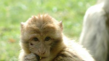 Parfois les animaux sont comme les humains, un peu "casse pieds". Ce petit singe fort sympathique est drôlement audacieux, même avec des bébés et quels bébés...