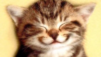 COMMENT RESTER DE MARBRE DEVANT TANT DE GENTILLESSE ?
les animaux méritent la palme d'or de "L"AMOUR "