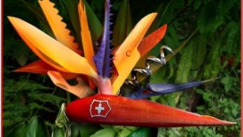 les trucages sont de RAF SJAN......âmes   sensibles  s'abstenir.........les  amateurs de surréalisme apprécieront(peut-être ).....