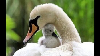 Pour tous ceux qui sont seuls, loin des réjouissances familiales, je vous propose un Noël  avec les oiseaux...Apprenons  d'eux à chanter, en tous temps..?..
TEXTES   d'ODERAY......Musique de LARA ST JOHN