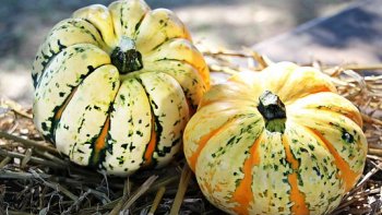 doucement, le melon de plein champs, muri sous le soleil de provence va arriver et embaumer nos repas d'été.