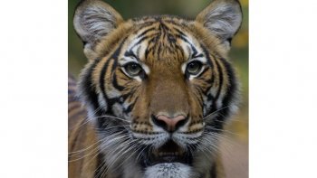  Émouvant et Magnifique....