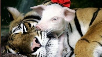 Vivre harmonieusement ensemble,  dans la différence......le rêve !