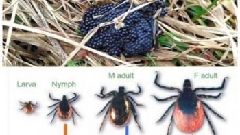 NOtre ordissinaute doris fait une campagne de prévention contre les tiques !