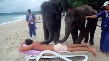 Un massage thaïlandais original, ça vous dit ? Des éléphants massent des touristes sur les plages de Phuket en Thaïlande.