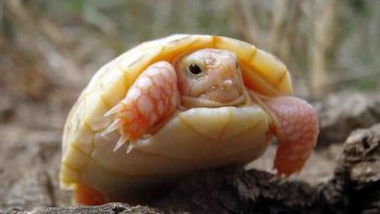 NAISSANCE DANS LES PYRENÉES ORIENTALES : Une tortue albinos  est née à Sorède, prés de Perpignan. Admirez cette petite merveille de la nature.