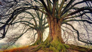 Se promener en forêt en rêvant,
Ou parfois longer un canal,
C'est souvent émouvant,
Ça remonte le moral.
Au son de ma musique
Entrons dans le Féérique...

Bonne promenade imaginaire dont chaque note vous offrira un instant de bonheur.
SUR LA COMPOSITION MUSICALE :   « TOI ÉMOI  »    de Joël Hannier