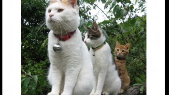 Quelques trios bien sympathiques ,,,à plumes ,à poils ,,dans l'eau ,,dans le ciel ,,sur terre,,,