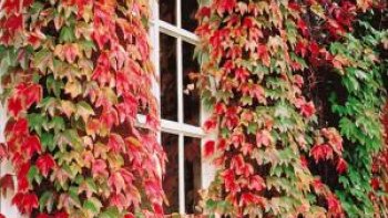 Détendez-vous avec ce beau texte de notre ordissinaute monique !