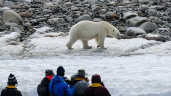 Une ile de Norvége où l'ours est roi...