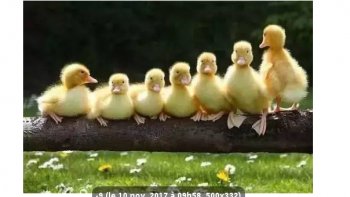 Chez les "Animaux" la famillen ça compte aussi et comme nous, ils aiment "prendre la pose ". Attention, souriez !