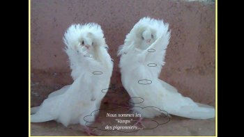 Ils ont affuté leurs plumages et leurs ramages pour nous offrir un spectacle joyeux.
Oiseaux de toutes les couleurs...Petits et grands, beauté naturelle...